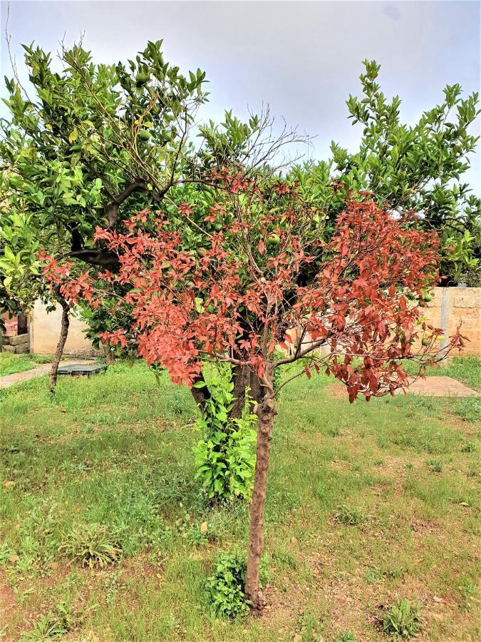 Villa Nel Salento - Ampie Camere E Giardino, Fino A 9 Persone Barbarano del Capo Bagian luar foto